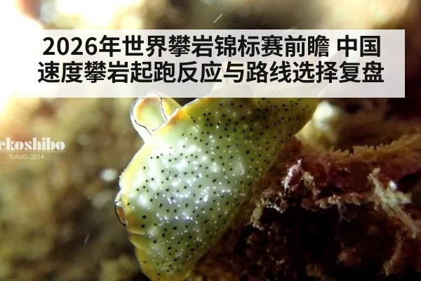 2026年世界攀岩锦标赛前瞻 中国速度攀岩起跑反应与路线选择复盘